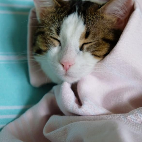 Cotton Lightweight Towel